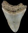 Bargain, Megalodon Tooth - North Carolina #67095-1